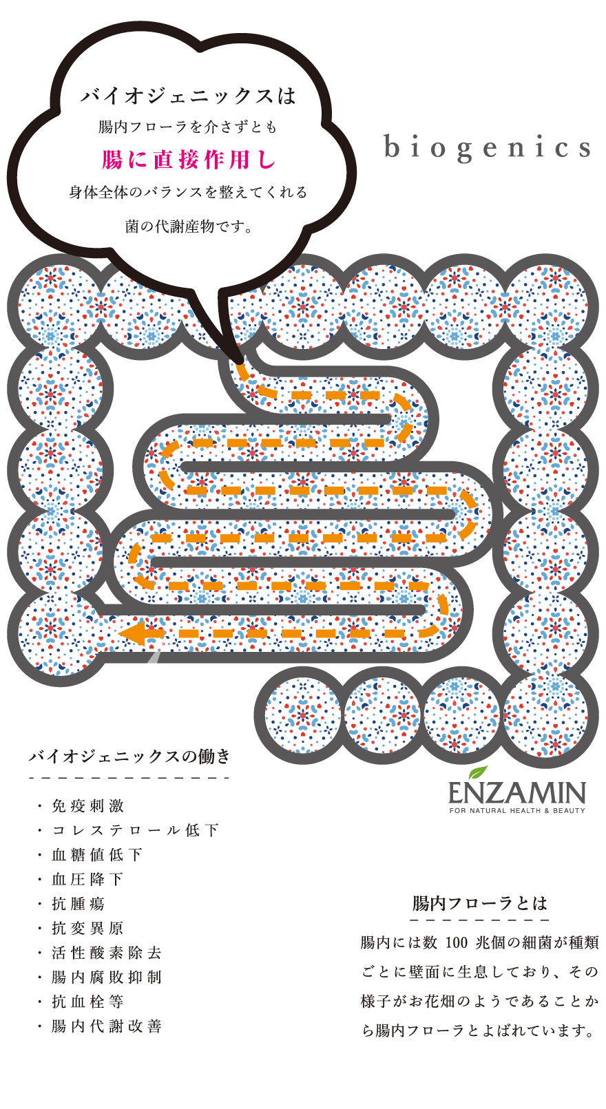バイオジェニックスは腸に直接作用し、腸内フローラを介さずとも、身体全体のバランスを整えてくれ、腸内フローラ自体も正常に整えてくれます。